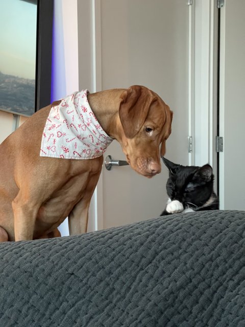 Canine and Feline Stare-Down