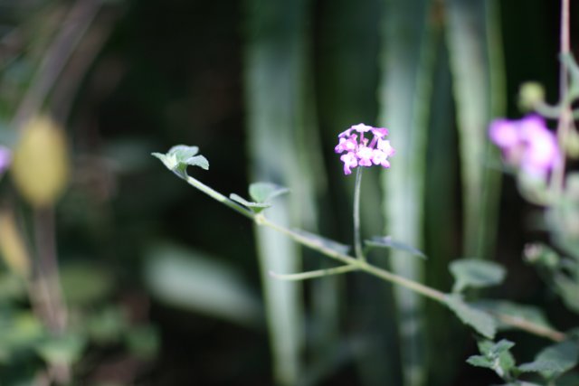A Purple Geranium Blossom Draws in a Bee