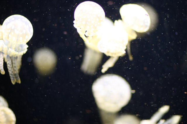 Bioluminescent Jellyfish in the Deep