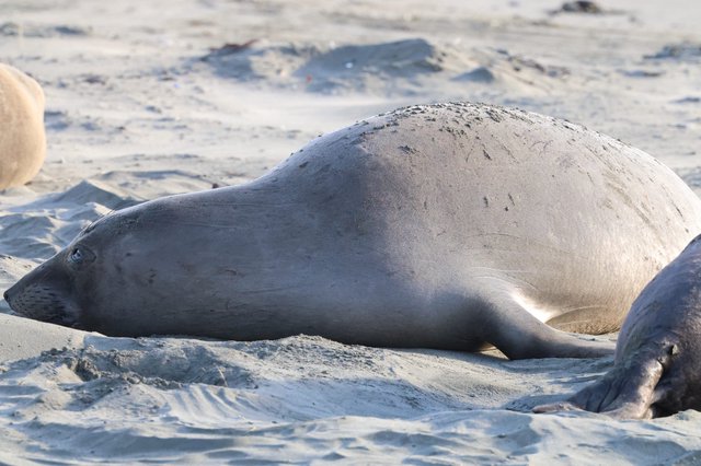 Elephant Seal Resting on Sandy Beach at Drakes Beach