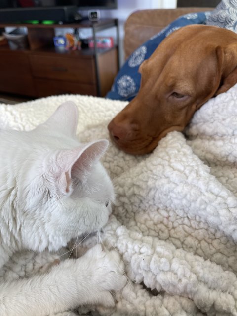 Furry Companions Enjoy an Afternoon Nap Together