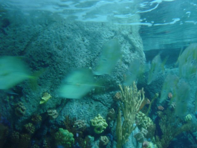 School of Fish in Their Natural Habitat