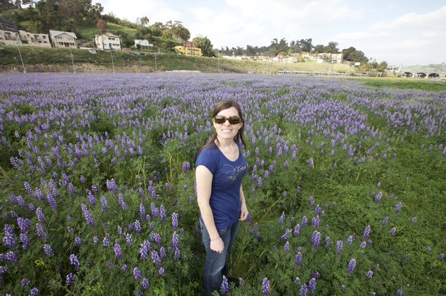 Woman Smiling Amid Vast Purple Lupine Field