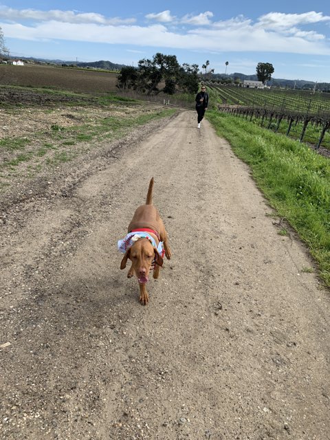 A Canine-Companion Running Free