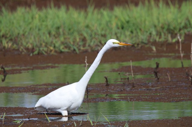 Great Egret Wading in Muddy Wetland Waters