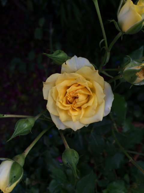 A Sunny Yellow Rose in Altadena