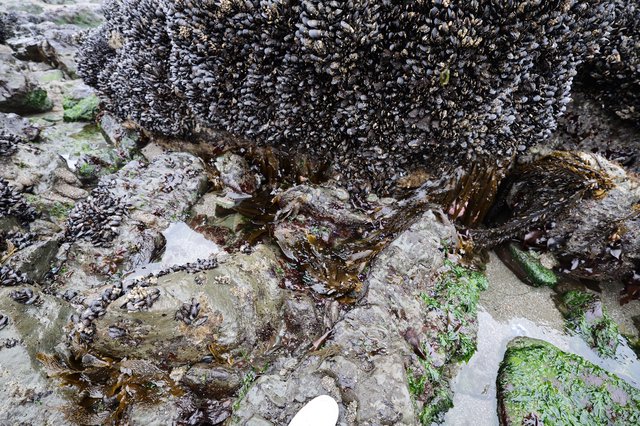 Dense Mussel Colony Thriving on Coastal Tide Pool Rocks