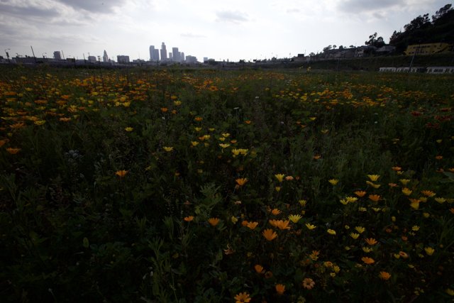 Blooming Fields Amidst the City Buzz