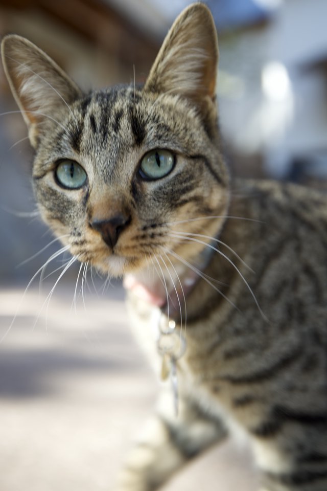 Curious Tabby Cat with Striking Blue-Green Eyes