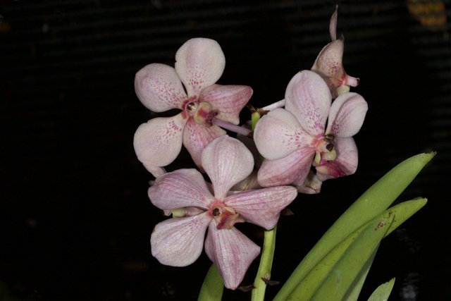 Pink Orchid with White Spots