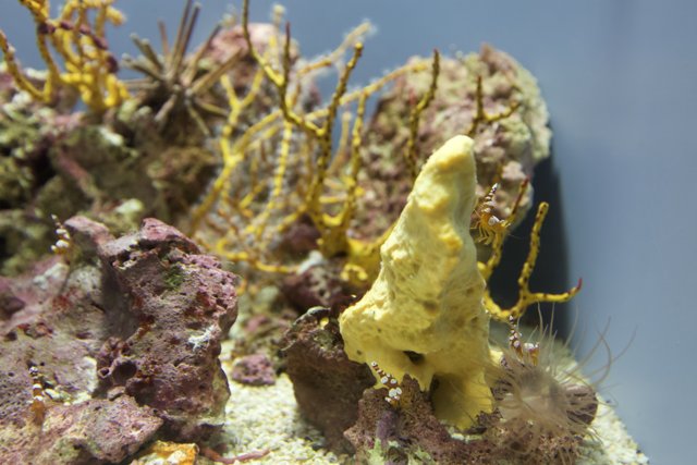 Yellow Sponge on a Coral Reef