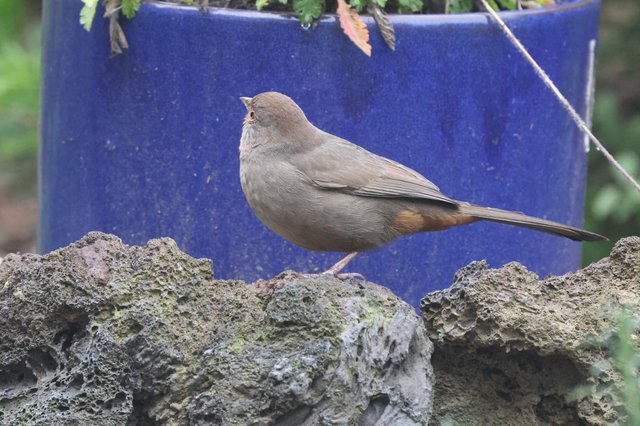 Gray-Brown Bird Perched on Textured Stone Wall