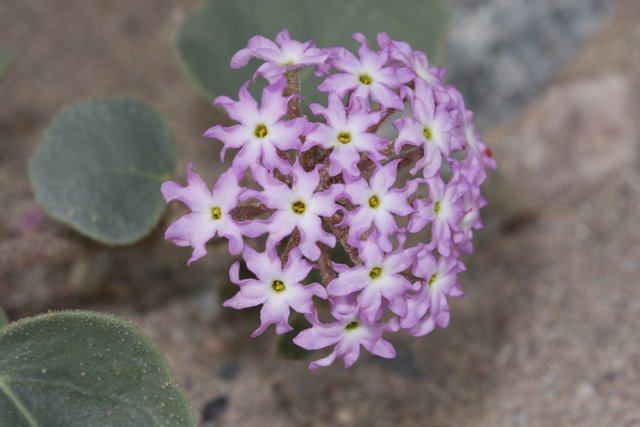 Purple Geranium Flower on Sandy Ground