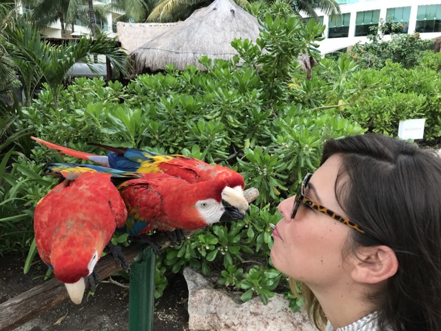 Loving Kiss from a Parrot