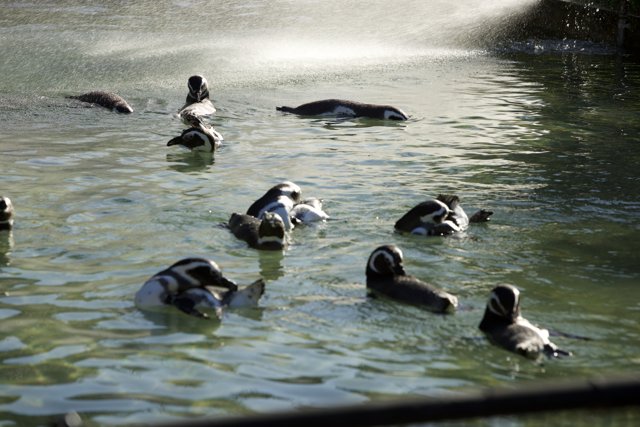 Penguin Pool Party at SF Zoo, November 2023