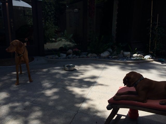 Two Canine Companions on Altadena Walkway