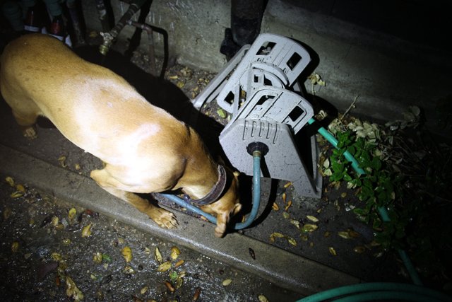 Inquisitive Bulldog Sniffs Out Hose in Altadena