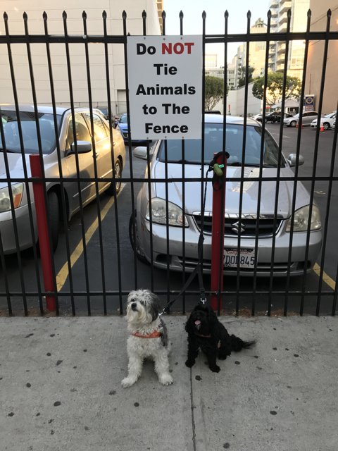 Two Canine Companions at the Fence