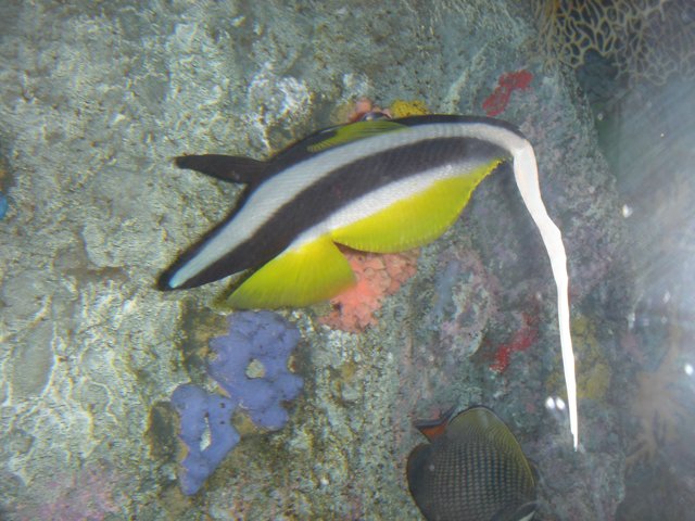 Yellow and Black Tailed Angelfish in the Coral Reef