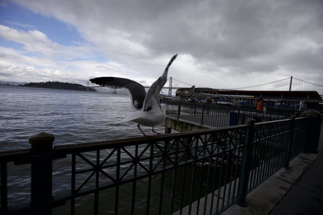 Seagull Soars Over the Waterfront