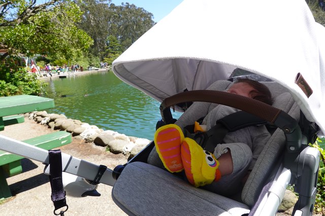 Baby Sleeping Peacefully in Park Stroller