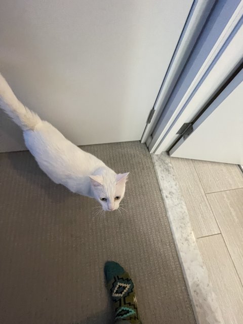 White Cat's Companion