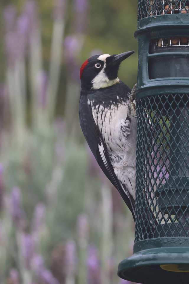 Acorn Woodpecker at Garden Bird Feeder