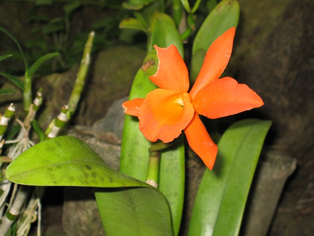 Radiant Orange Orchid