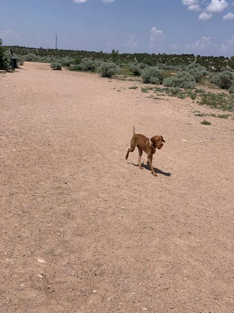 A Canine's Stroll Through the Desert
