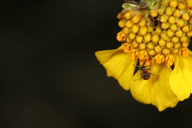 Bee Collecting Pollen on a Yellow Flower