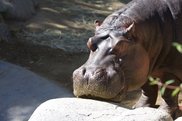 Hippopotamus Basking on the Rocks
