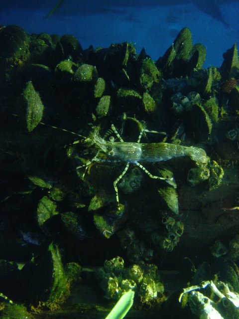 Green Shrimp in an Aquatic World