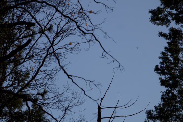 Bare Winter Branches Against Twilight Sky in Yosemite