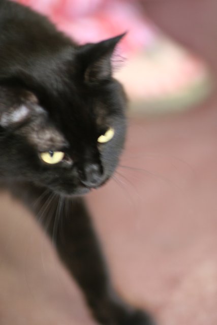 Mysterious Black Cat