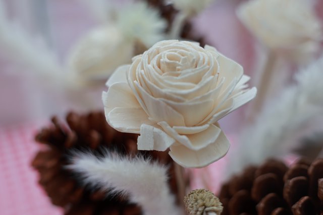 Delicate Sola Wood Rose Among Winter Pine Cones