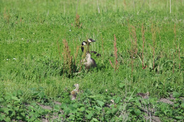 Canada Geese with Goslings in Wetland Grassland
