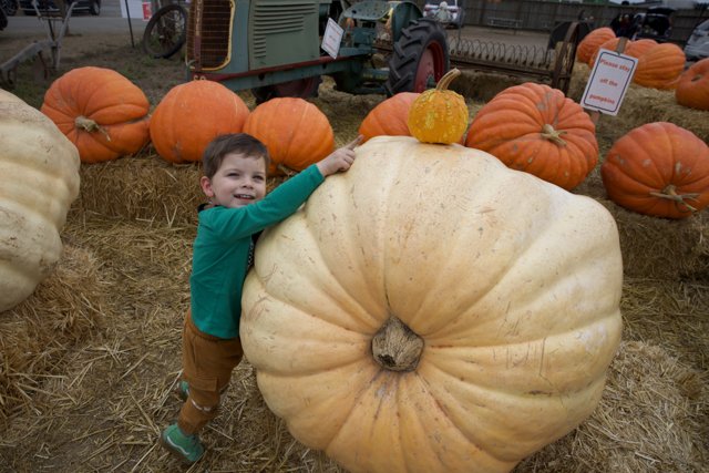 Harvest Joy