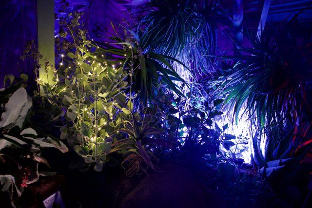 Enchanted Night at Ruth Bancroft Garden