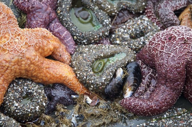 Vibrant Sea Stars Clustered in Pacific Tide Pool