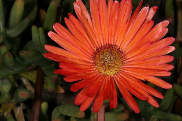 Vibrant Orange Daisy