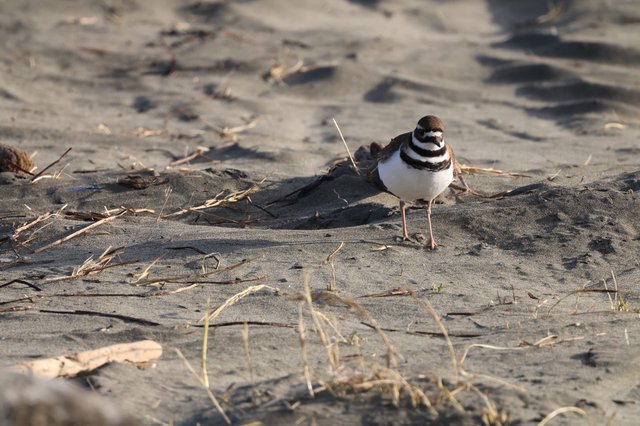 Killdeer Shorebird on Sandy Beach with Debris