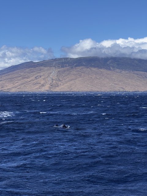 Majestic Whale in the Pacific