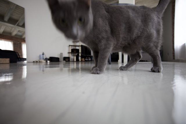 Feline Flooring Stroll