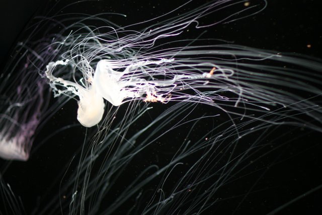 Glowing Jellyfish in the Dark
