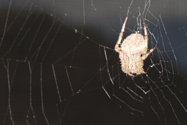 Garden Spider Weaving a Web