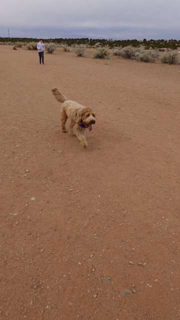 Running Free in the Desert