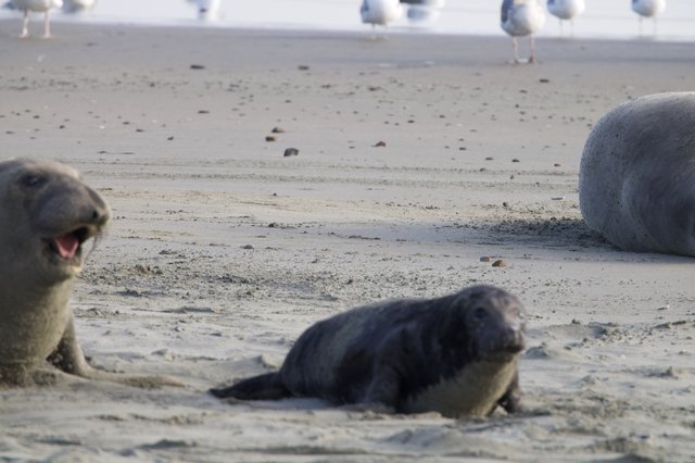 Elephant Seal Pups Vocalizing on Sandy Beach