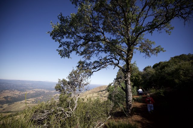 Hikers on Sunlit Trail at Mount Diablo Summit