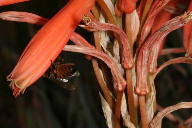 Bee Visiting Red Flowers