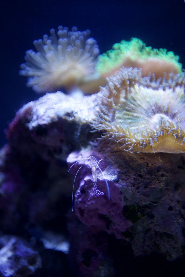 Vibrant Coral Reef Community with Small Shrimp